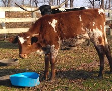CWR Rockette