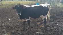 CWR Fugitive