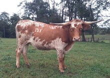 CWR Natasha