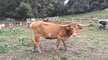 CWR Connie