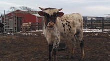 24/14 Daisy Steer