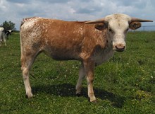CWR PEACH SHINE